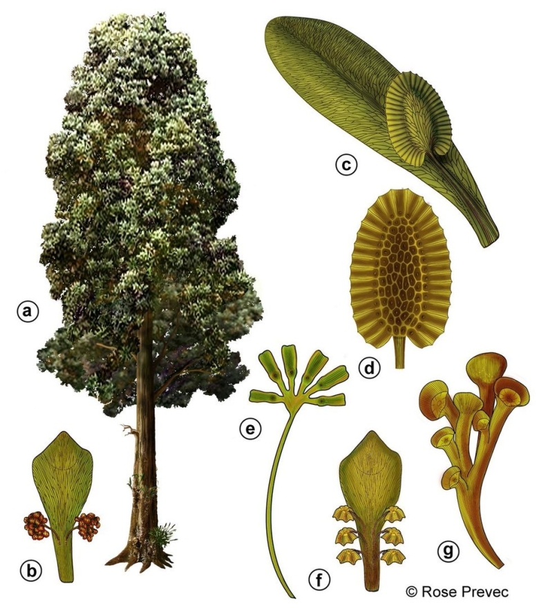 Глоссоптерис Пермский период