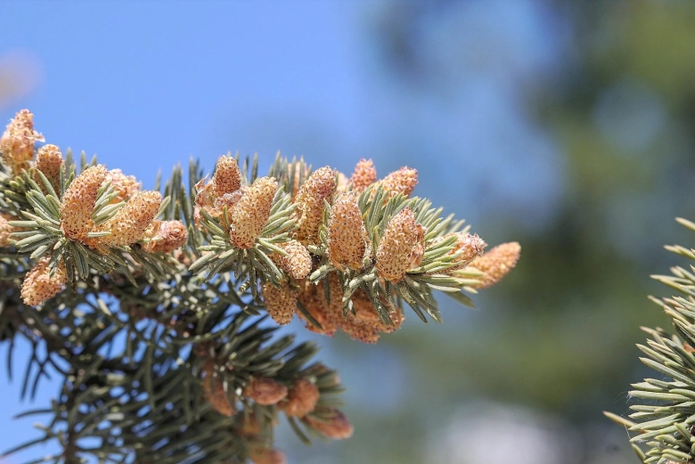 Ель обыкновенная микростробилы