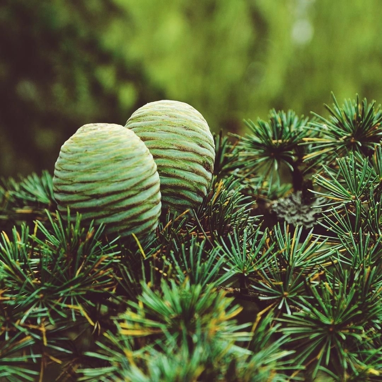 Хвойные растения кедр