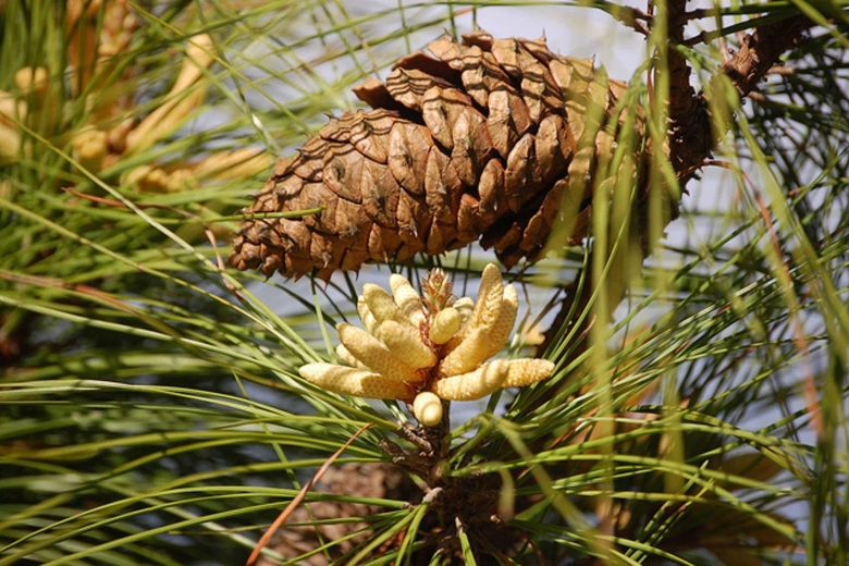 Цветок голосеменных растений