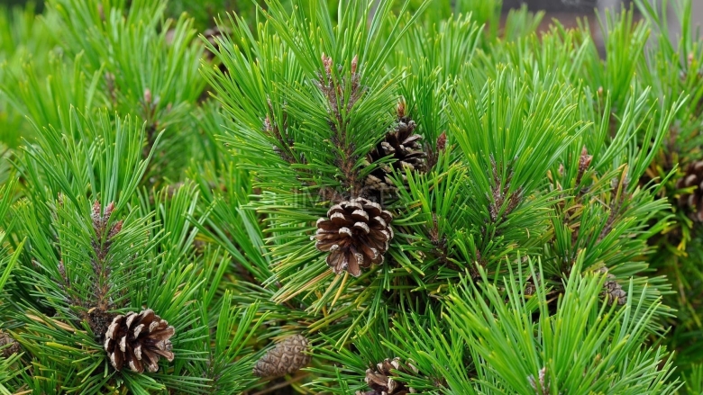 Голосеменные пихта