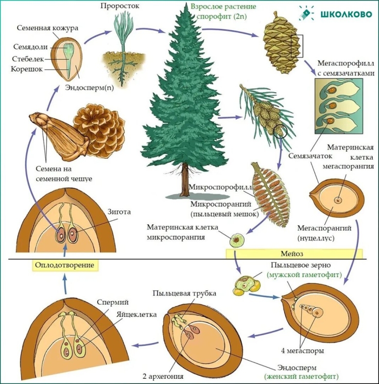 Цикл развития голосеменных растений