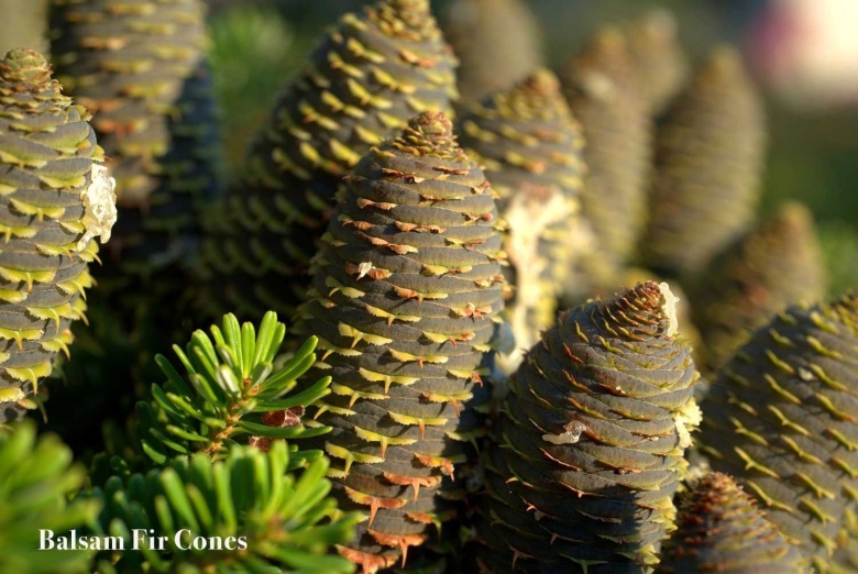 Пихта бальзамическая шишки