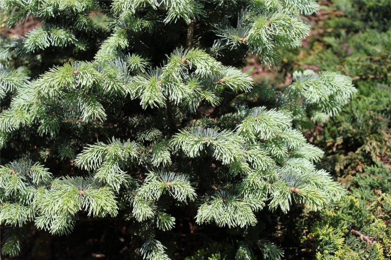 Пихта Блауэр Пфиф