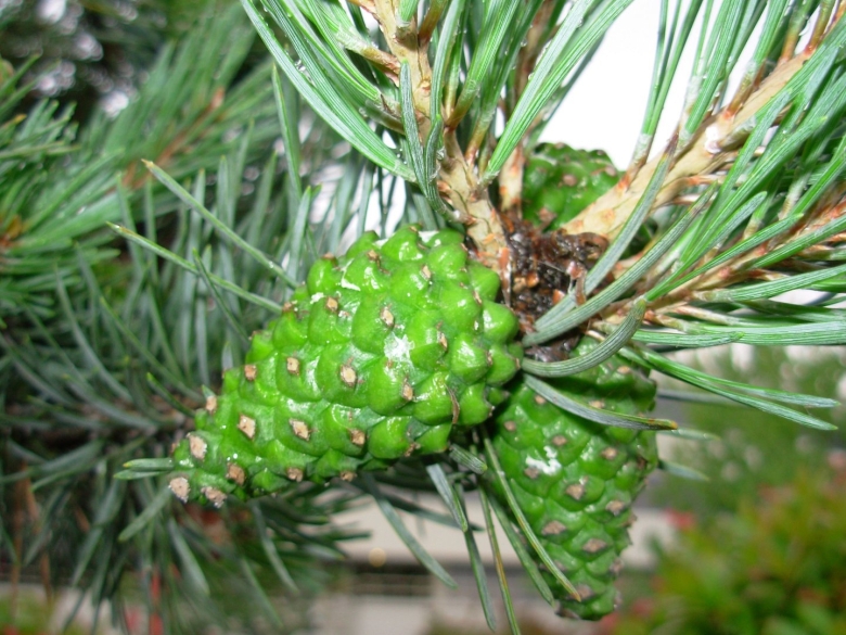 Кетелеерия Давида