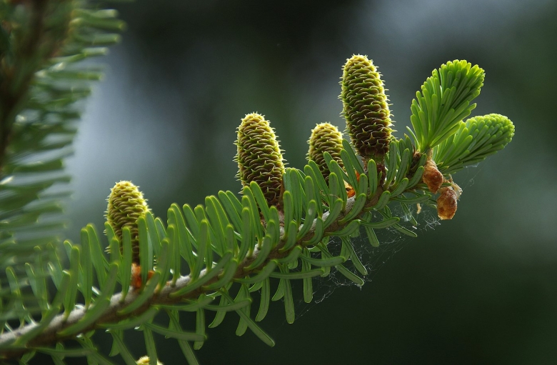 Пихта Сибирская Abies sibirica