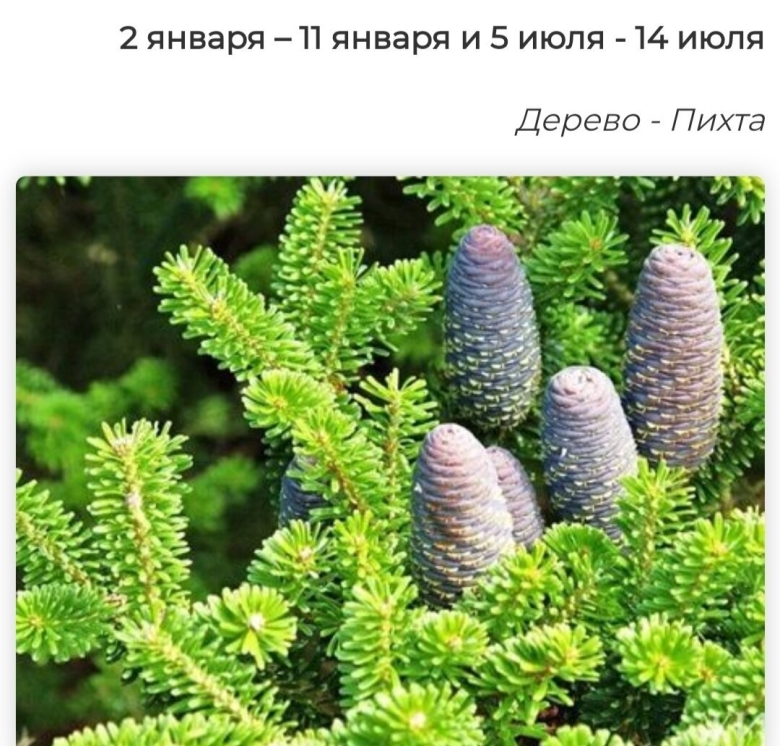 Пихта корейская Silberkugel