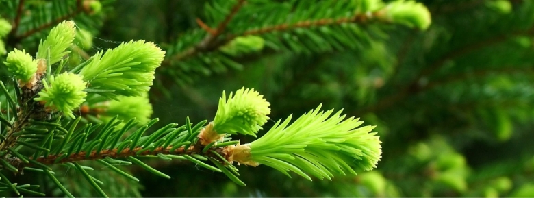 Сибирская пихта веточка