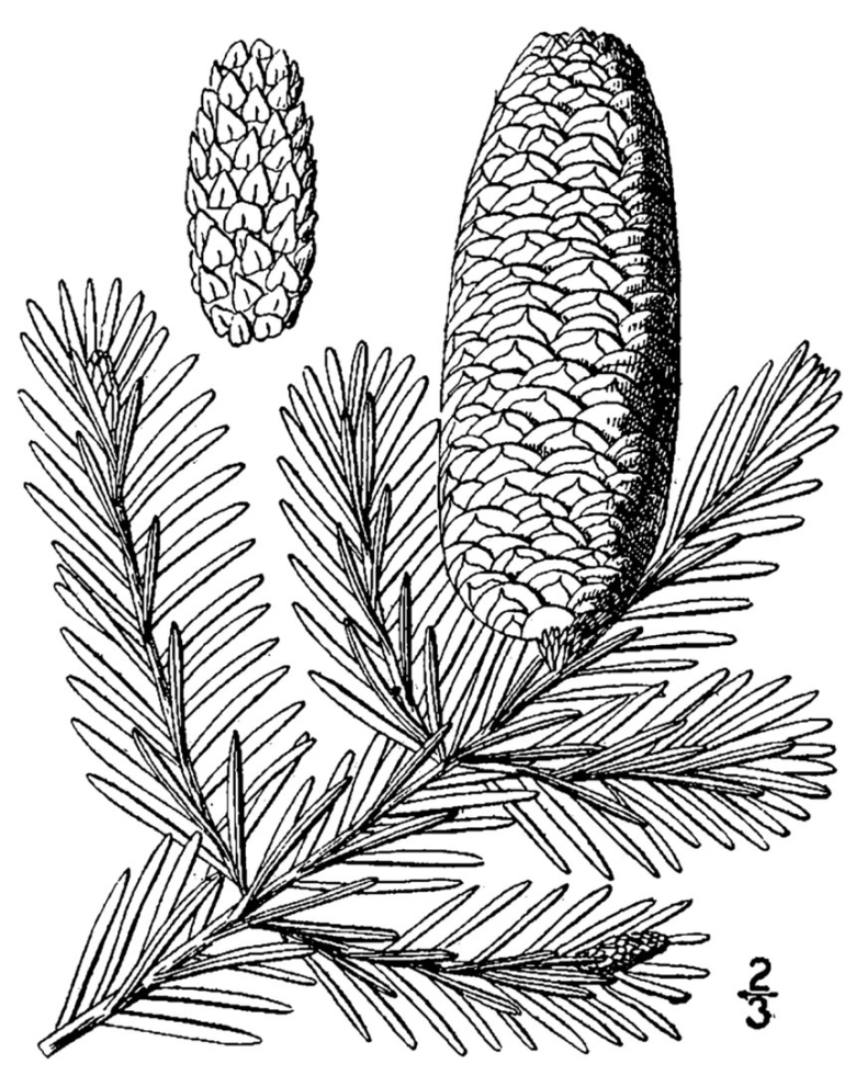 Сибирская пихта веточка