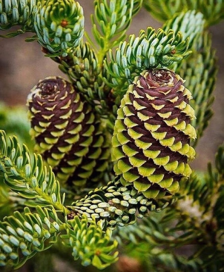 Пихта цельнолистная шишки