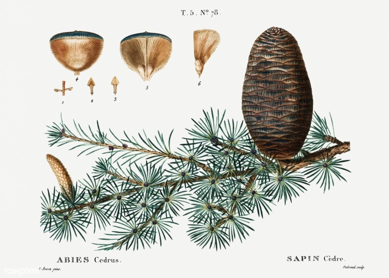 Кедр Гималайский ветка