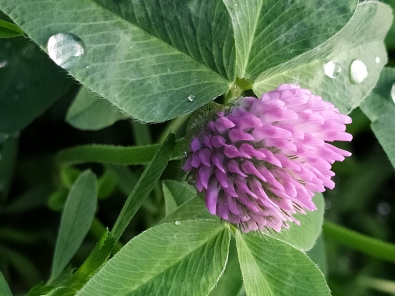 Лекарственные растения