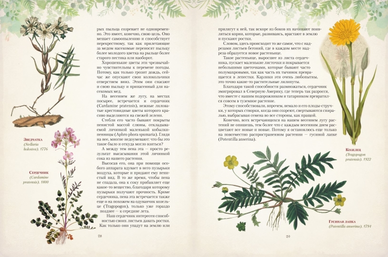 Фоторамки с лекарственными травами книжный вариант