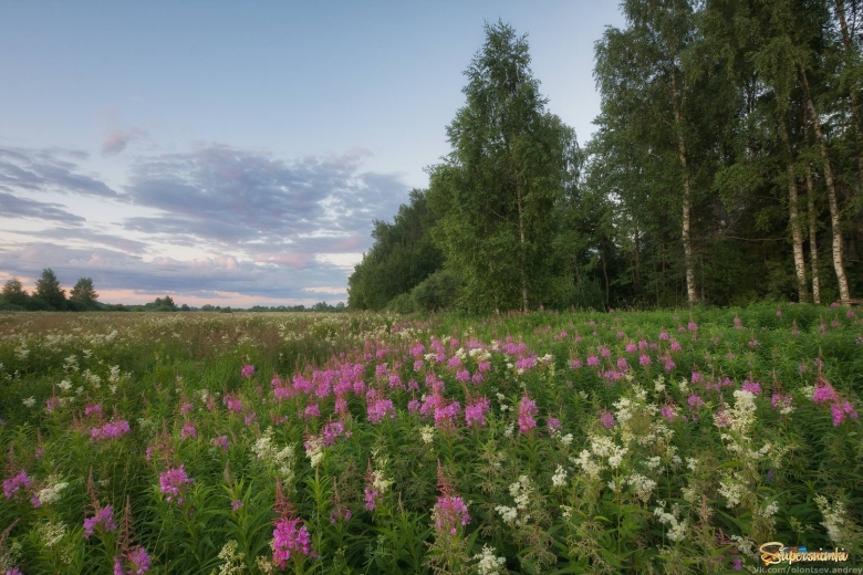 Разнотравные Луга Сахалин