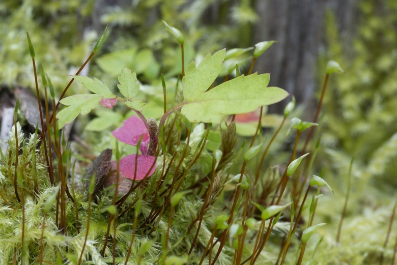 Dicranella palustris