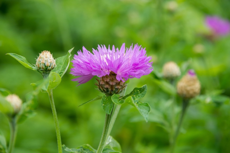 Травянистые растения Кировской области