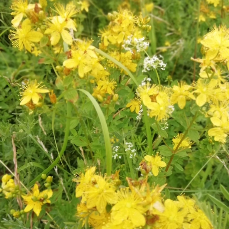 Лекарственные растения Тверской области