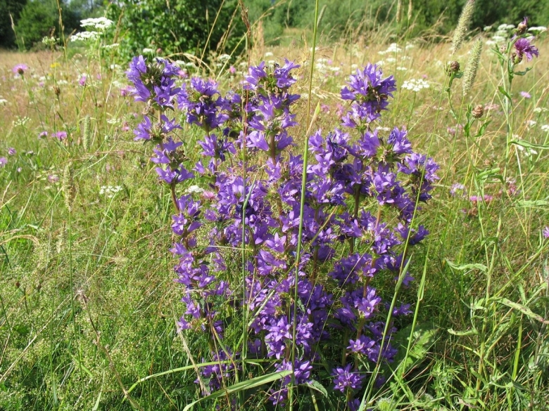 Дикоросы полевые Урала