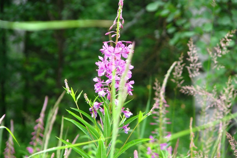 Кипрей дербенник