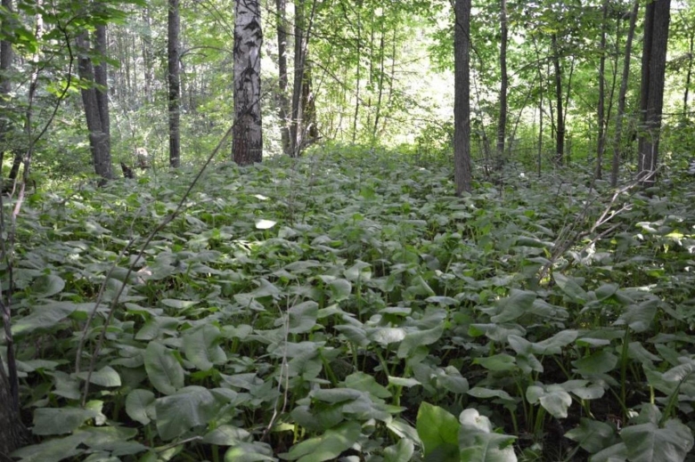 Заповедник Нургуш Киров