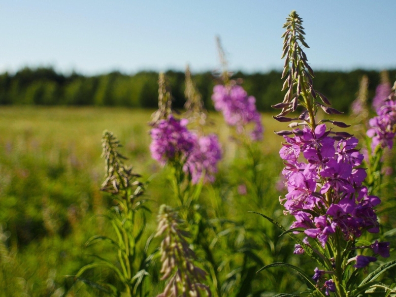 Медонос Иван чай кипрей