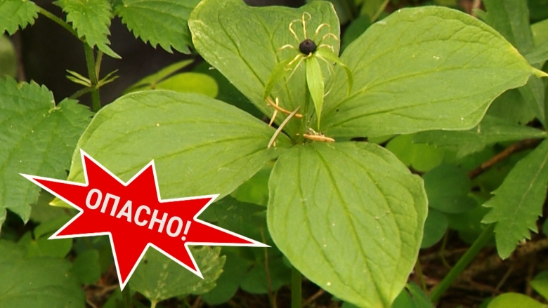 Вороний глаз четырехлистный