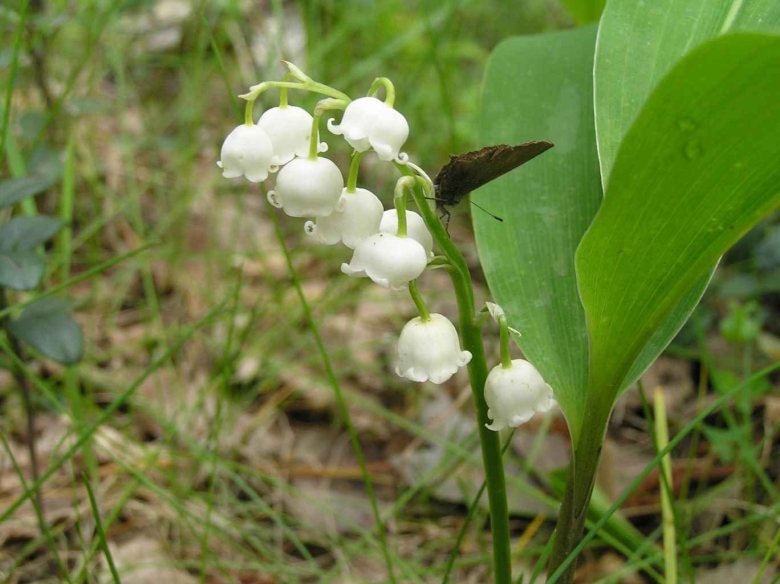 Заповедник Нургуш растения