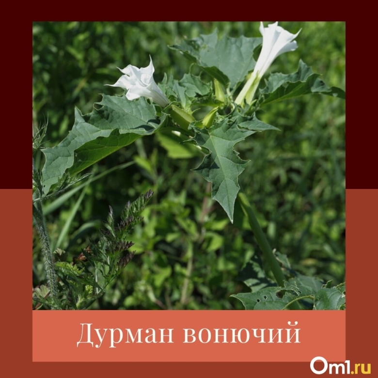 Дурман цветок ядовитый