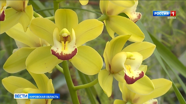 Орхидея цимбидиум зеленая