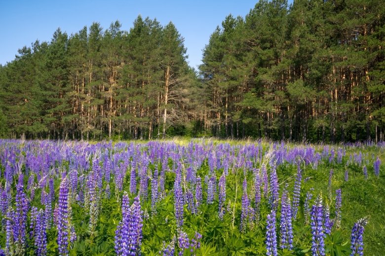 Бирюлевский лесопарк люпины