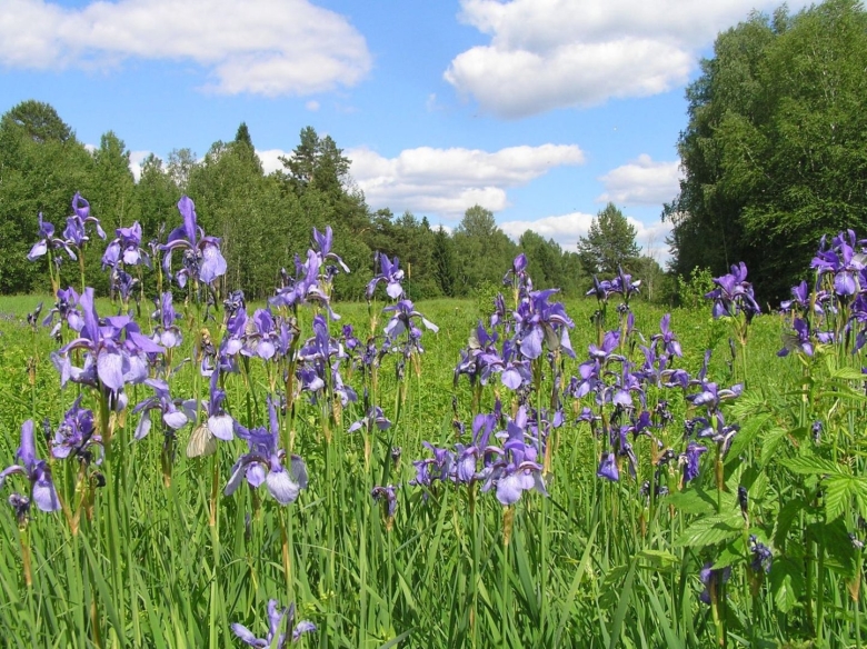 Нургушский заповедник Кировской области