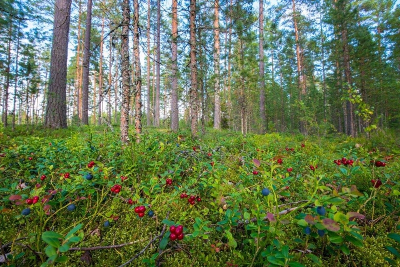 Лес сосняк брусничник