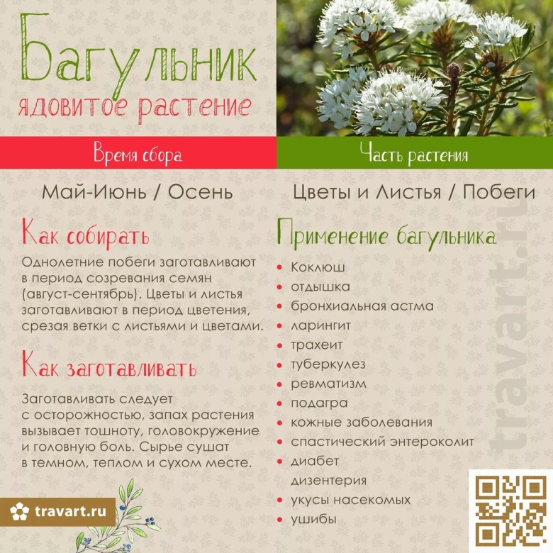 Багульник болотный применение