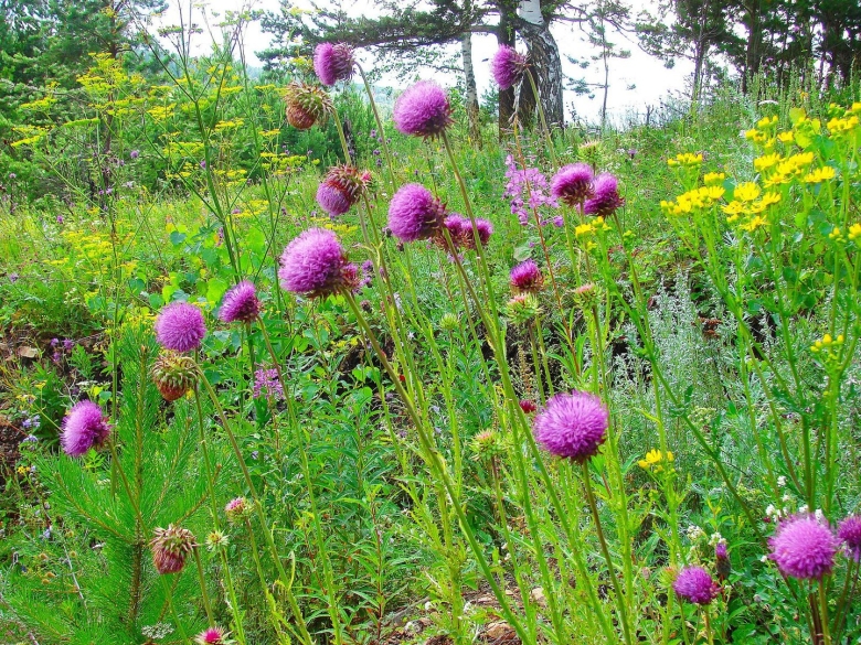 Дикие растения Башкирии