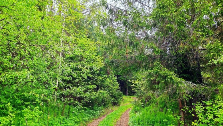 Река Великая Кировская область