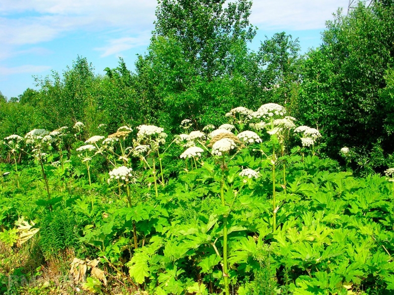 Растение борщевик Сосновского