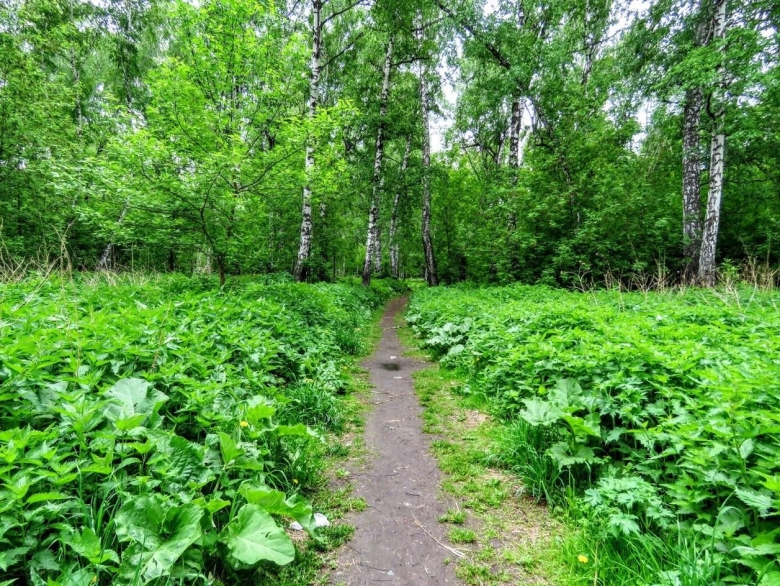 Красивые травы Кировской области