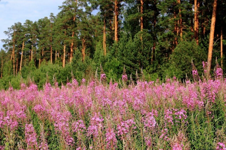 Макаровский лесхоз Иван чай