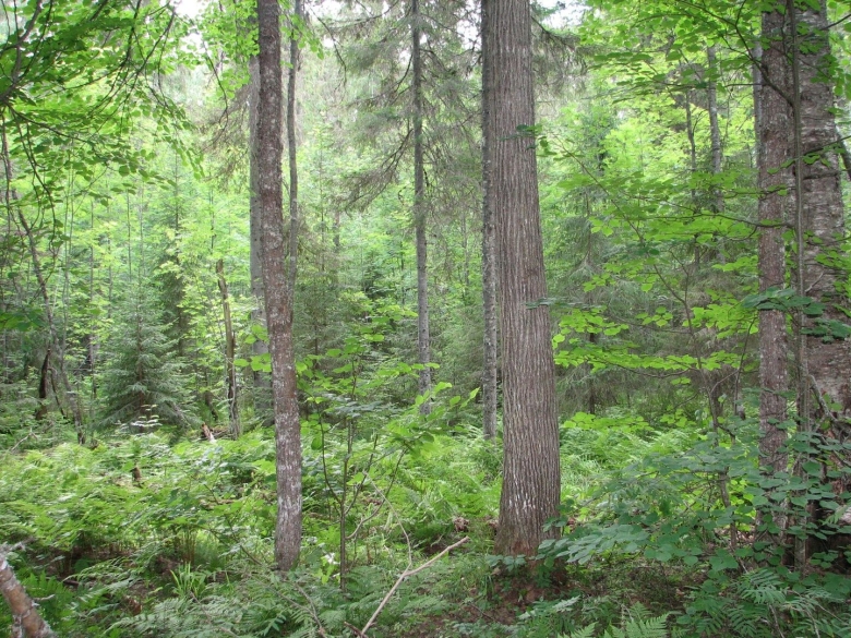 Тулашор заповедник Кировской области
