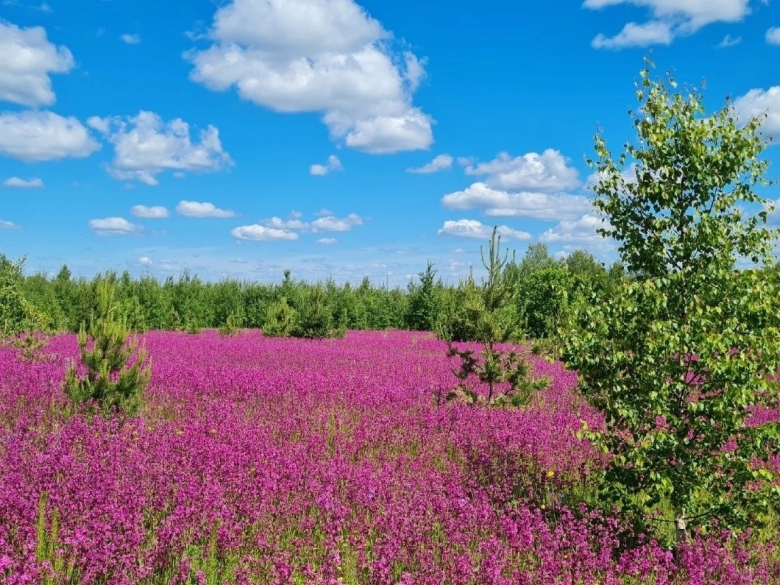 Смолка Луговая