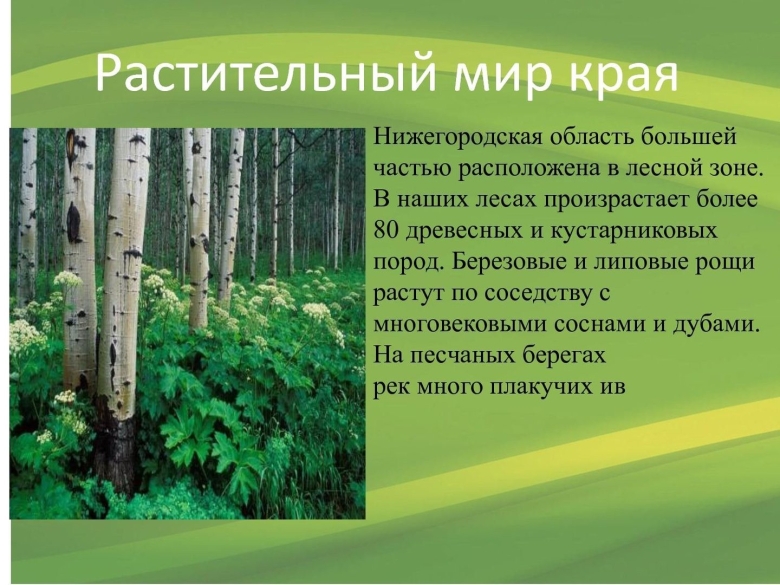 Растительный мир Воронежского края