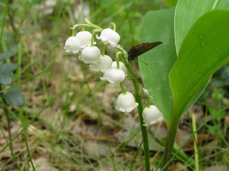 Заповедник нургуш растения