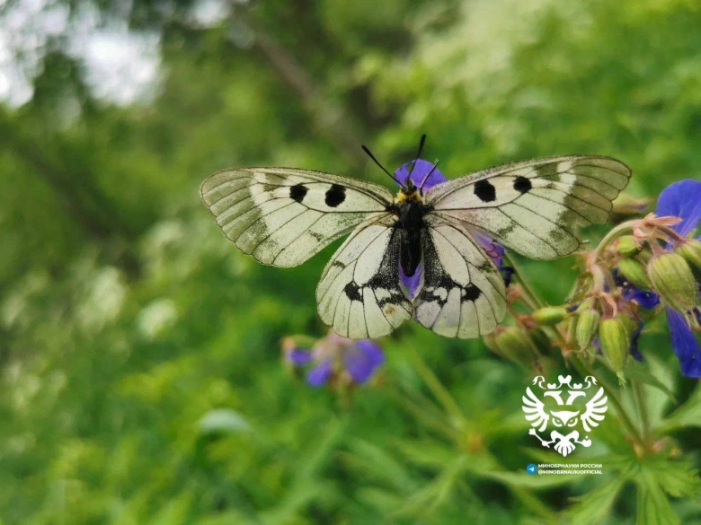 Животные и растения заказника Пижемского