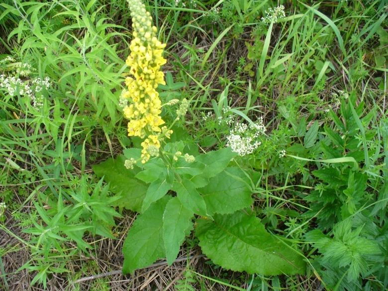 Коровяк Медвежье ухо