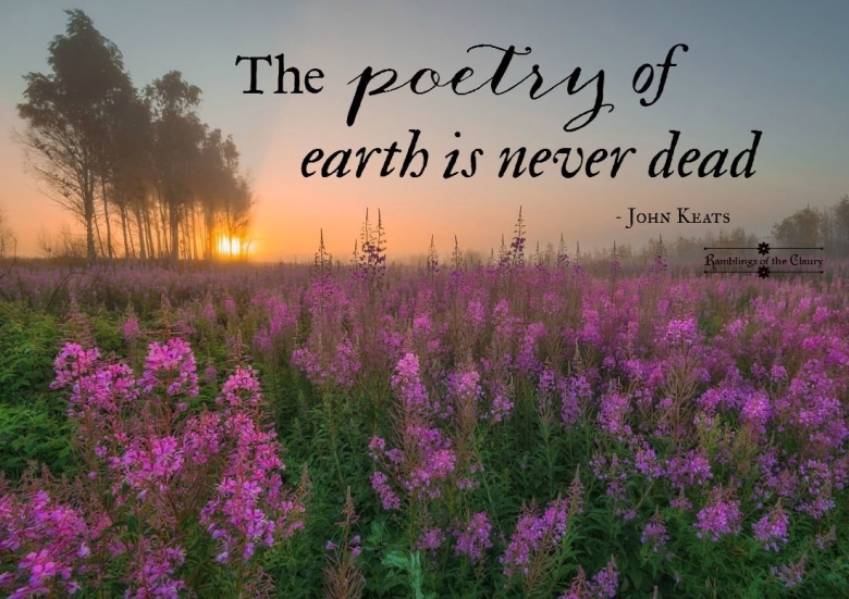 Багульник Иван чай