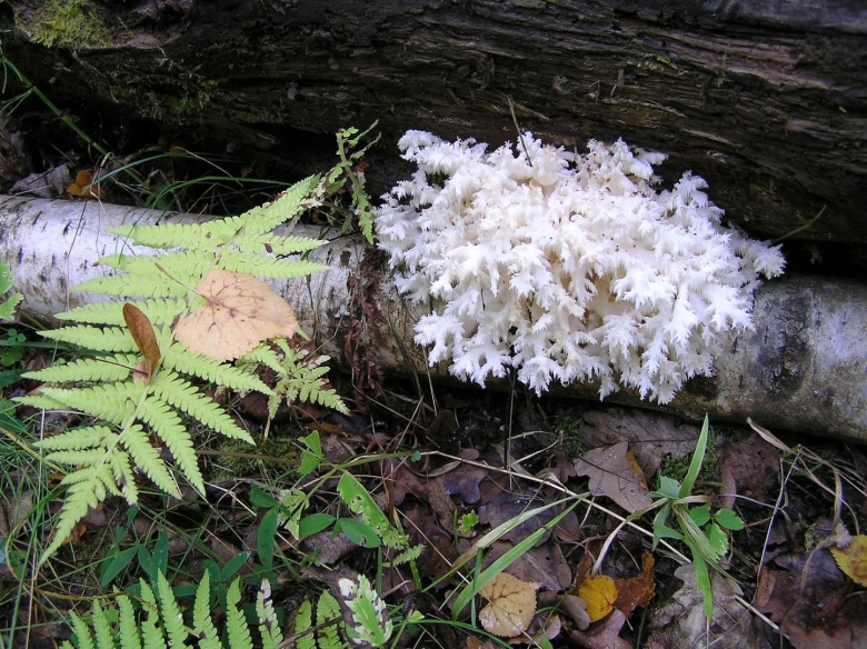 Растения заповедника Нургуш Кировская область