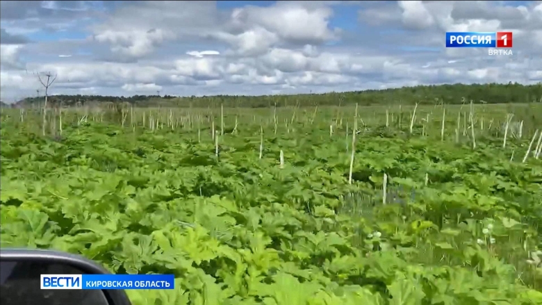 Борщевика сосновского