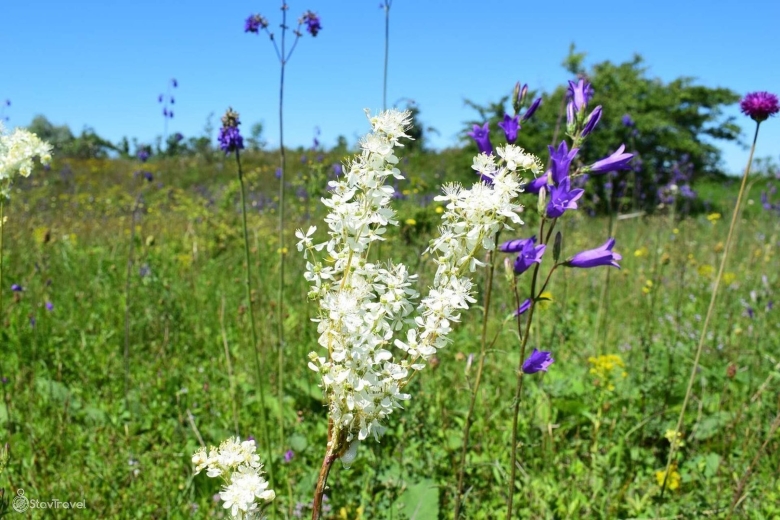 Лекарственные травы Подмосковья