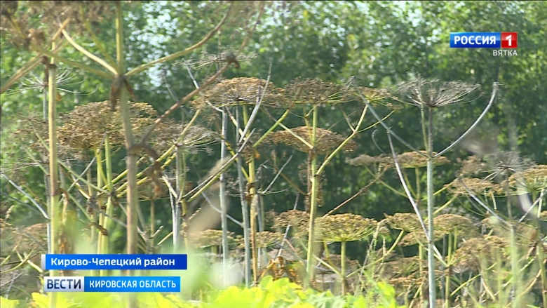 Борщевик Кировская область