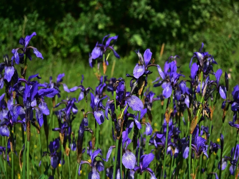 Заповедник нургуш